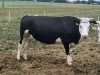 Ng'ombe jike, Banda la Holstein — picha 2