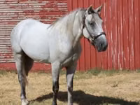 Farasi dume, Tennessee Walking Horse — picha 5