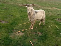 Ziegenbock, Ziegen — Foto 2
