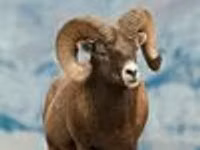 मेढ़ा, Gorkov sheep — फ़ोटो 2