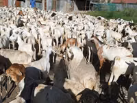 Cabras (lote, sexo no especificado), Cabras — foto 2