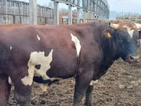 Ng'ombe dume, Simmental cattle — picha 1