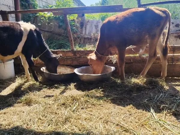 公牛, Cattle