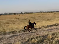 Farasi jike, French Trotter — picha 6