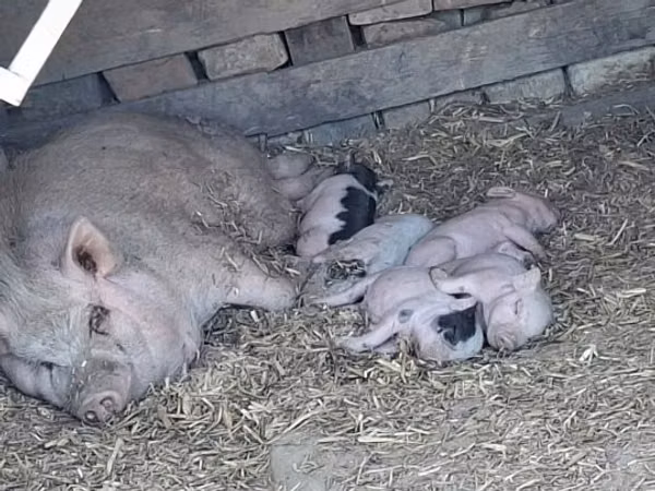Boar, 