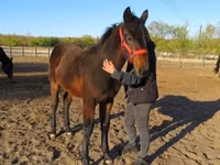 Hengst, Nonius horse — Foto 3