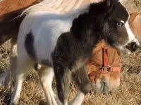 घोड़ी, Miniature horse — फ़ोटो 5