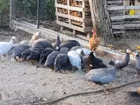 Guinea fowl — Foto 4