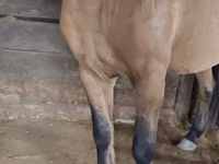 Farasi dume, Mugalzhar horse — picha 2
