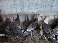 Turkeys — 照片 4