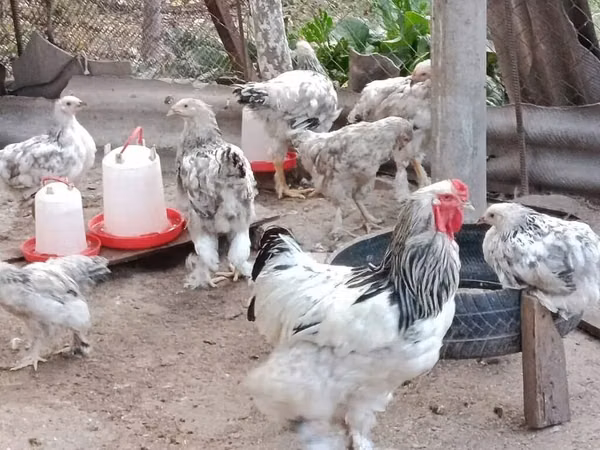 Brahma