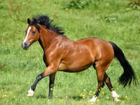 马匹（批次，未指定性别）, Horse breed — 照片 4