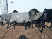 绵羊（批次，未指定性别）, Romanov sheep — 照片 4