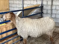भेड़, भेड़ — फ़ोटो 6