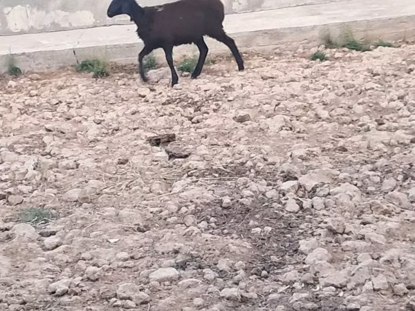Kondoo jike, Kondoo