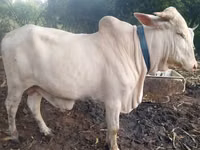 गाय, मवेशी — फ़ोटो 5