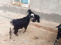 बकरियाँ (लॉट, लिंग निर्दिष्ट नहीं), Angora goats — फ़ोटो 3
