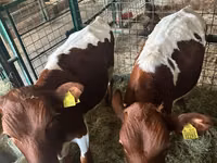 Cattle (batch, sex not specified), Simmental cattle — photo 2