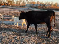 Cow, Cattle — photo 1
