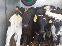 ثور, Simmental cattle — الصورة 1
