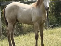 Hengst, Kentucky mountain daddle horse — Foto 2