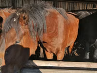 Farasi dume, Kustanai horse — picha 4