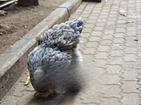 Shamo chickens — picha 6