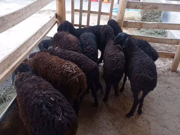 نعجة, Tajik sheep
