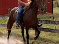 Stute, Rocky Mountain Horse — Foto 3
