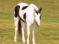 Farasi dume, American paint horse — picha 3