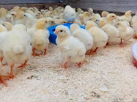 Chickens — الصورة 3