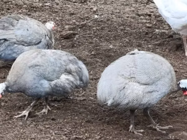 Lavendel