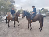 公马, Thoroughbred horse — 照片 7