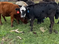 Bovinos (lote, sexo no especificado), Aberdeen-Angus — foto 3