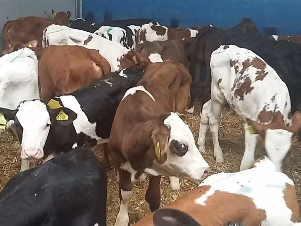 Bull, Simmental cattle