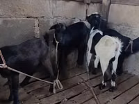 Mbuzi (kikundi, jinsia haijatajwa), Mbuzi — picha 5
