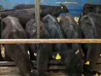 ثور, Simmental cattle — الصورة 5