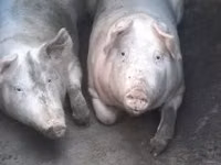 Säue, Schweine — Foto 1