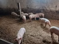 Pigs (batch, sex not specified) — photo 2