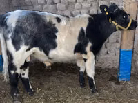 Ng'ombe dume, Bluu ya Ubelgiji — picha 1