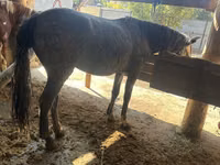 Yegua, Caballos — foto 3