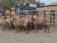 Kondoo jike, Arashan sheep — picha 4