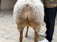 Oveja, Awassi sheep — foto 6