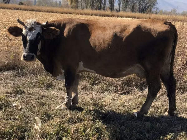 Ng'ombe jike, Ala-Tau breed