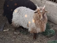 Oveja, Racka sheep — foto 5