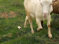 बकरी, Saanen goat — फ़ोटो 2