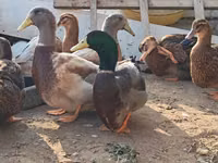 सैक्सोनी — फ़ोटो 1