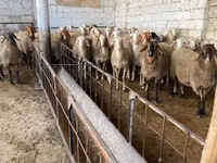 Kondoo jike, Awassi sheep — picha 2