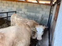 Ng'ombe jike, Charolais cattle — picha 1