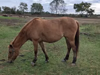فرس, Azerbaijan horse — الصورة 2
